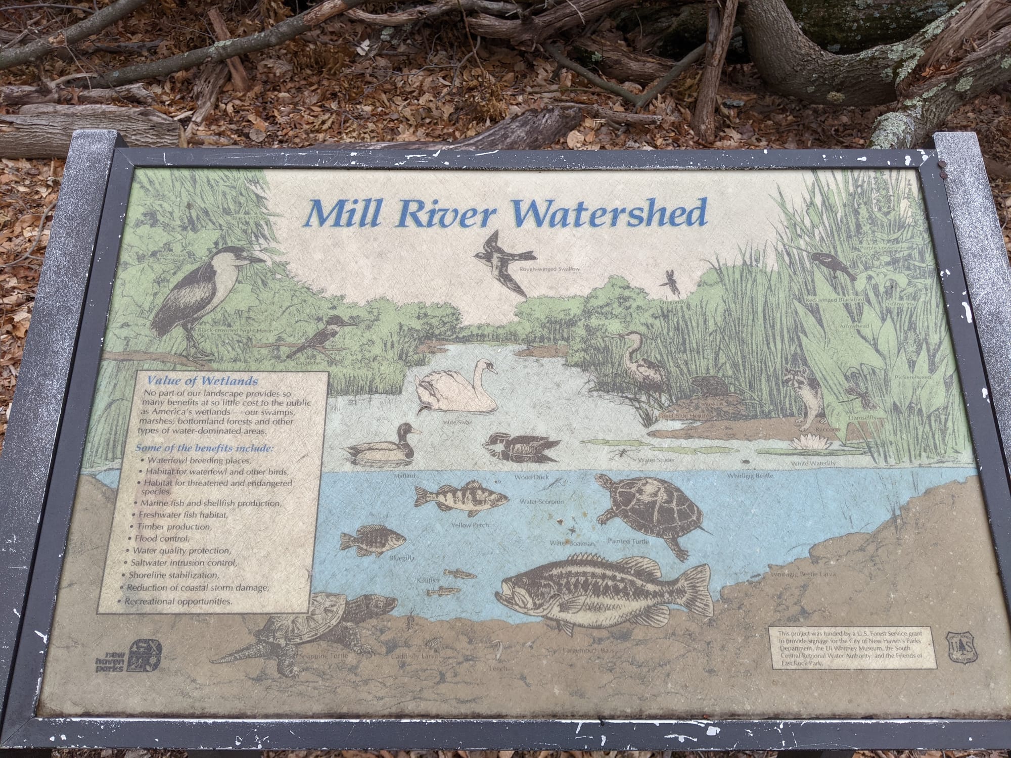 Mill River Watershed, photographed on the trail