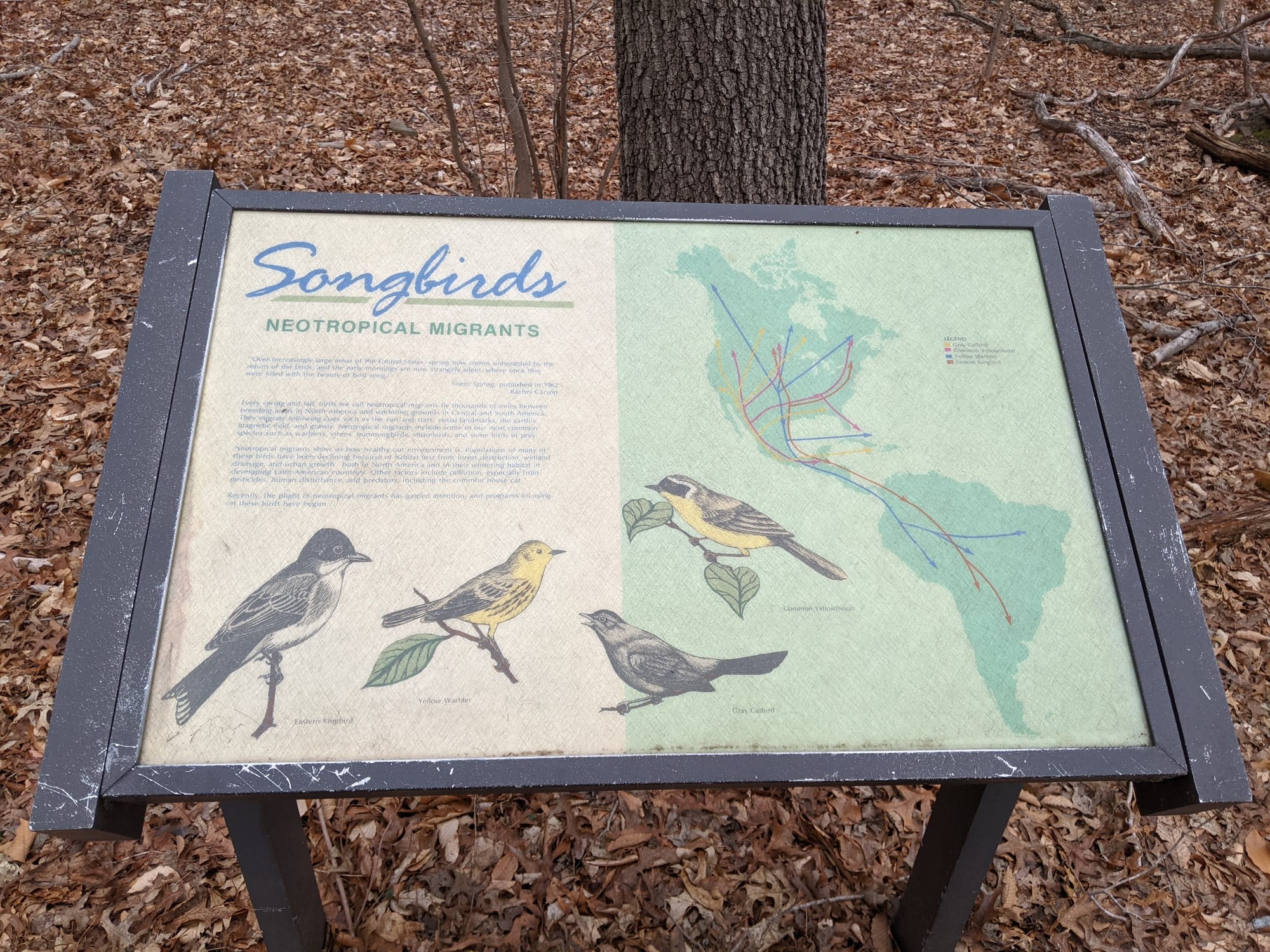 Songbirds: Neotropical Migrants, photographed on the trail
